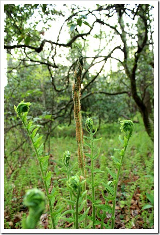 fern3_sm