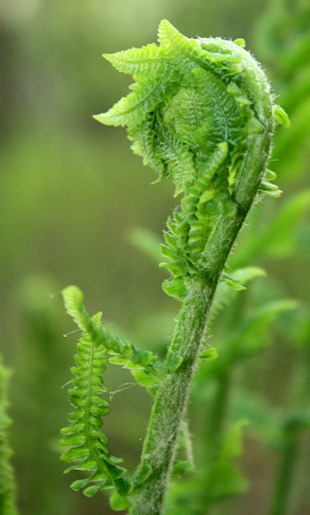 [fern2_sm[6].jpg]
