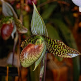 Orchid Show