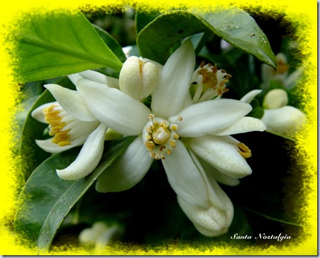 flor de laranjeira sn 2