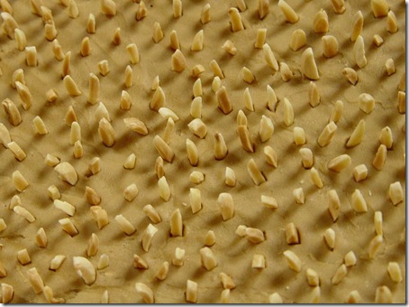 LIAM Feirinha 23052009 03