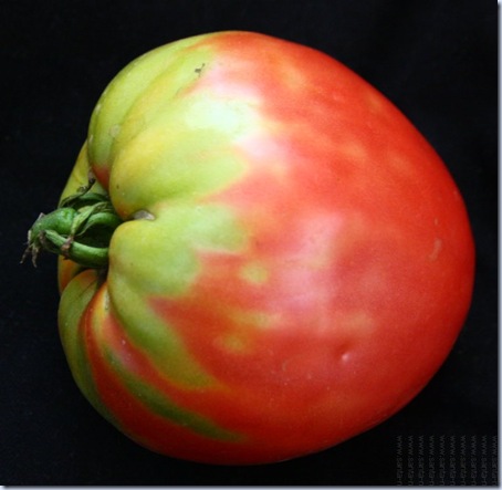 tomate coracao de boi sn
