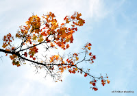 autumn_leaves.jpg