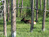 Up close (not THAT close) and personal with the wildlife in Yellowstone National Park in 2003 (photo EXIF date wrong). MSS