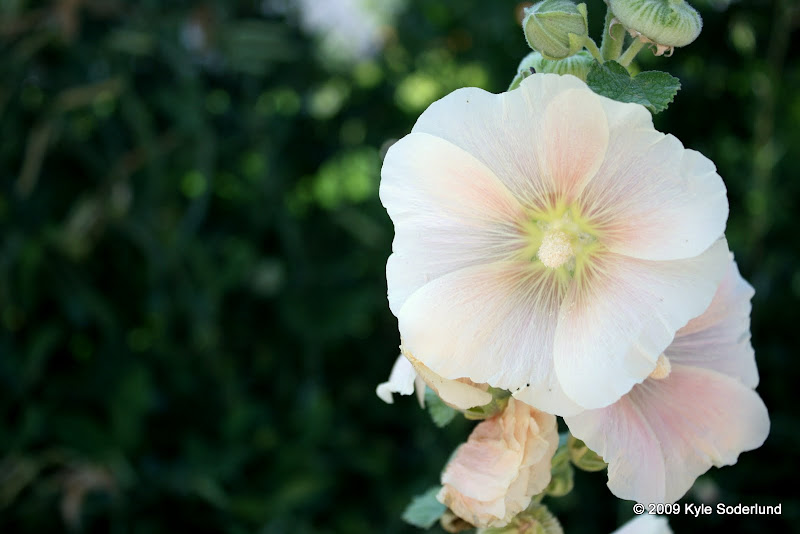 IMAGE: http://lh6.ggpht.com/_V93rniTx6r0/StOXI30PdHI/AAAAAAAAAIw/2TBr0EEexNQ/s800/IMG_9181.JPG