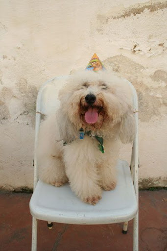 Festa de aniversário do Galileu e Bruno