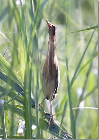 little bittern