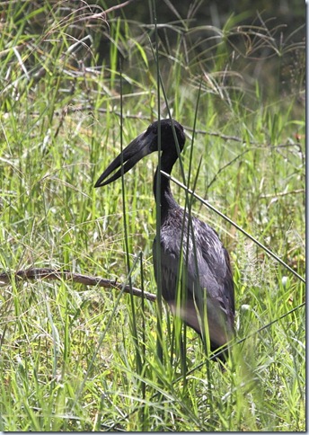 openbill