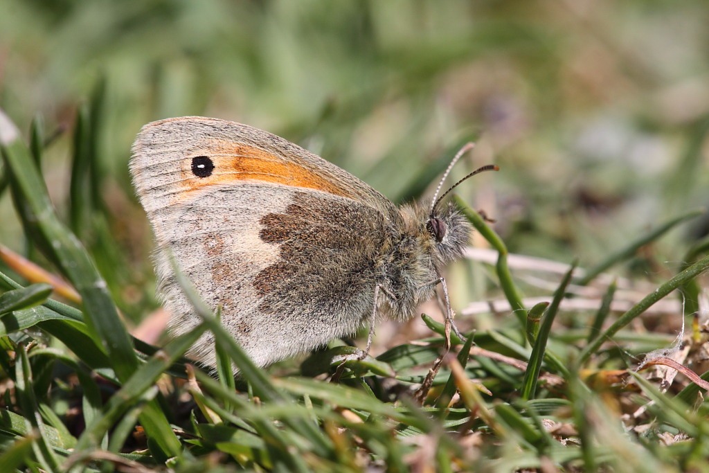 [small_heath2.jpg]