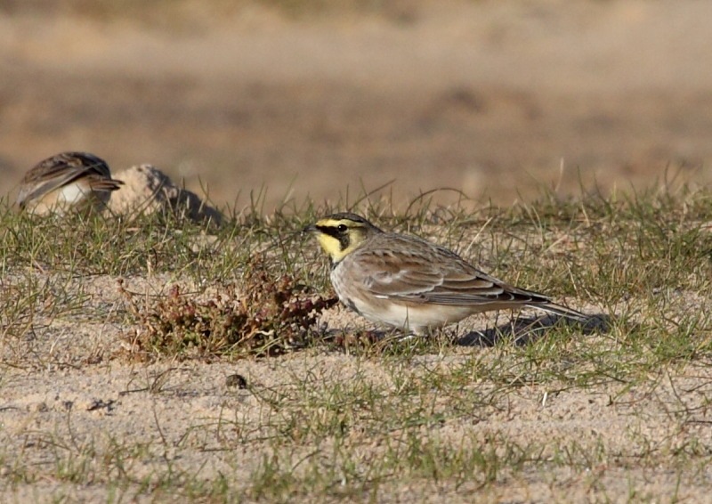 [shorelark4[2].jpg]