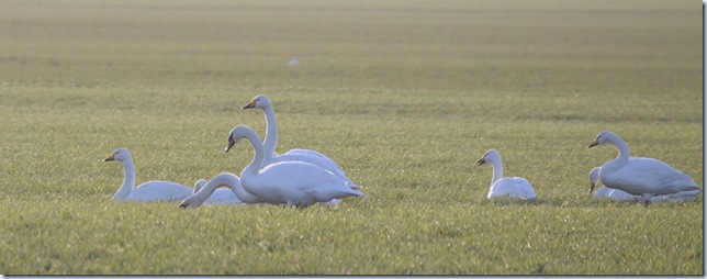 whoopers