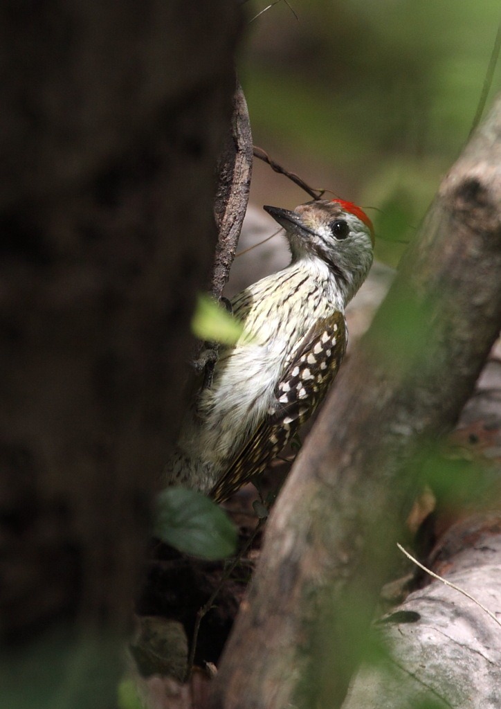 [cardinal woodpecker[2].jpg]