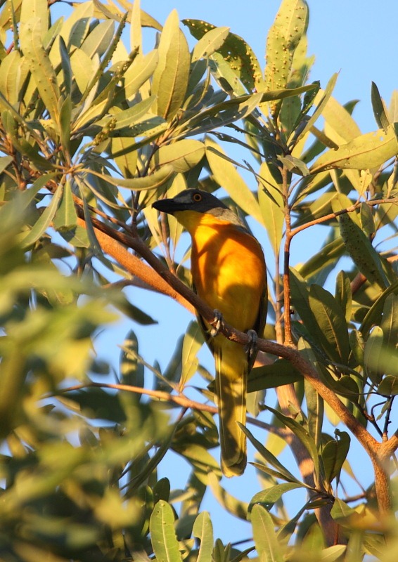 [g-h bush shrike[2].jpg]
