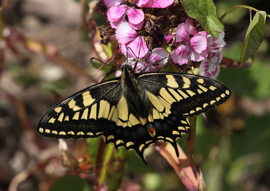 [swallowtail[2].jpg]