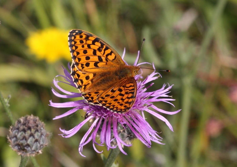 [dg_fritillary_upper[2].jpg]