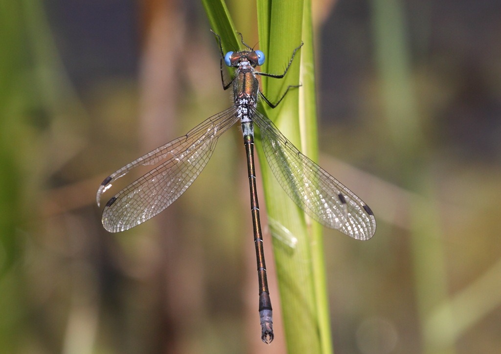 [scarce_emerald[2].jpg]