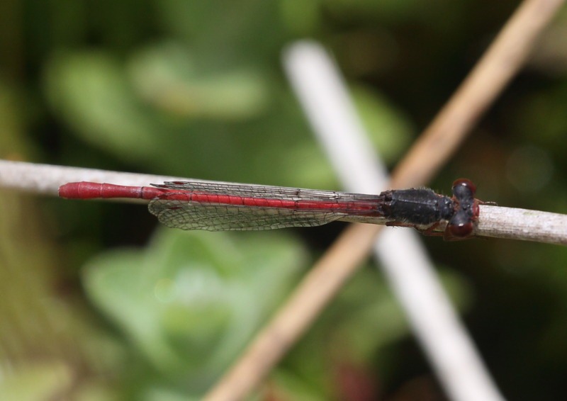 [small_red_damsel[2].jpg]