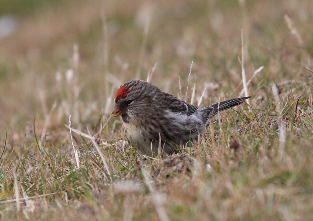 [nw_redpoll2[2].jpg]