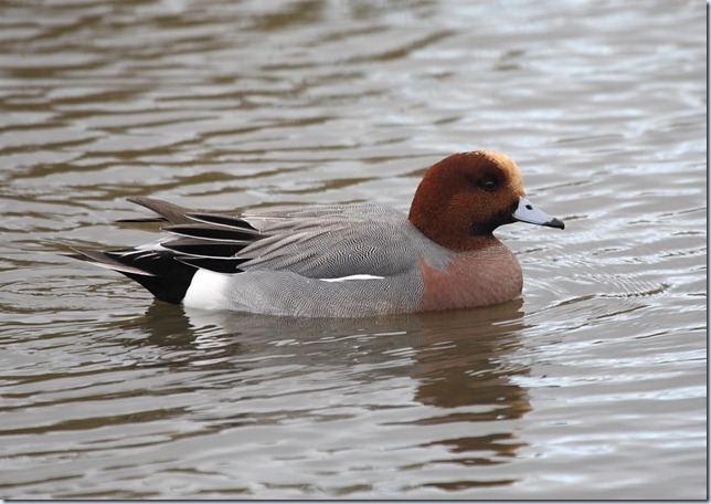 wigeon