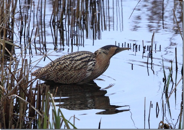 bittern