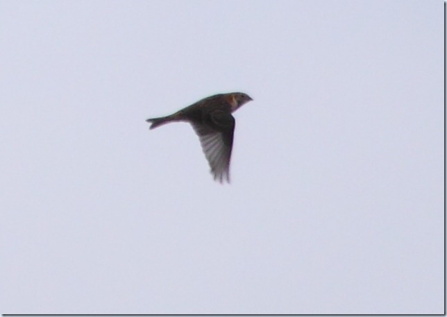 lapland_bunting