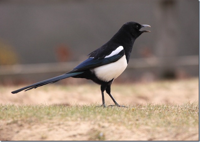 magpie