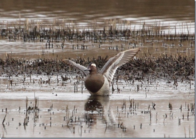 garganey_wingflap