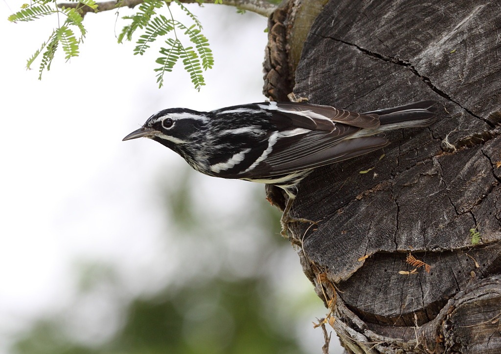 [black&white_warbler4[3].jpg]