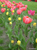 WA is full of tulips