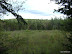 a clearing/swamp off of the trail