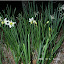 Daffodil 'Sailboat
