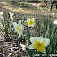 Daffodil 'Ice Follies'