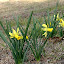 Daffodil 'February Gold'