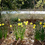 Daffodil 'Sweetness'