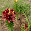 Asiatic Lily 'Blackout'