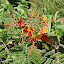NellJean's Tropical garden