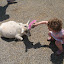 Grooming Goats