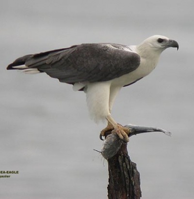 [550px-White-bellied_Fish_Eagle[5].jpg]