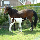 Kirève 001.jpg