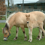 Jolientje 003.jpg
