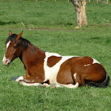 veulens2009 012.jpg