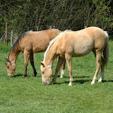 veulens2009 019.jpg