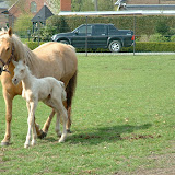 golspot 014.jpg