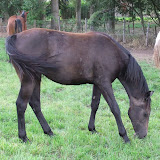 Wisor2.jpg