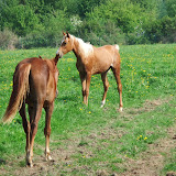 OradineZomer2011.jpg
