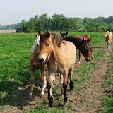 FinesseZomer2011 2.jpg