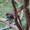 Rufous Fantail