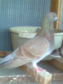 Foto0014.jpg