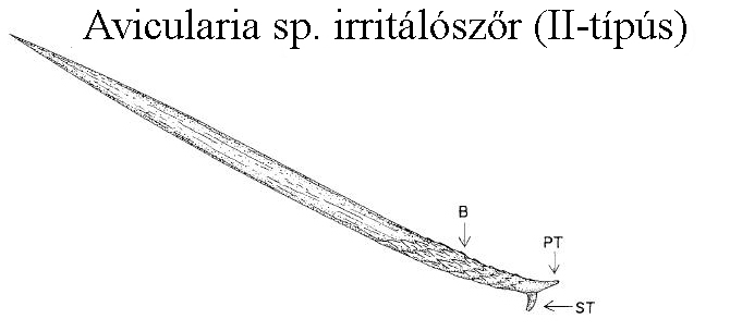 Avicularia spp irritl szr