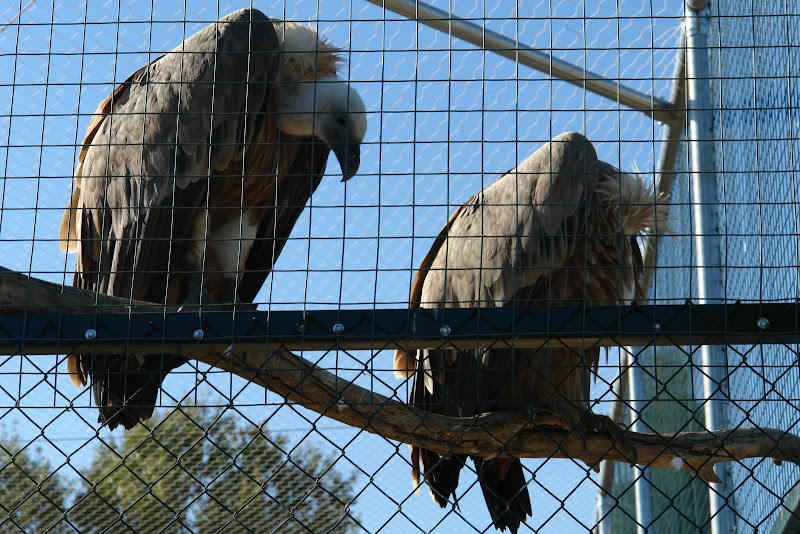 Attica Zoological Park